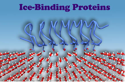 Ледяной белок