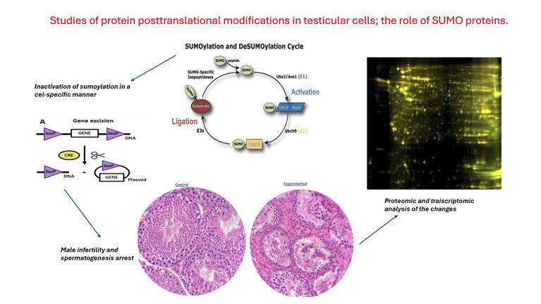 Исследования Вигоднер